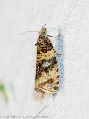 4711 Woudbladroller - Orthotaenia undulana