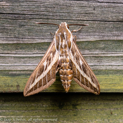 6860 Gestreepte Pijlstaart- - Striped Hawk-moth - Hyles livornica