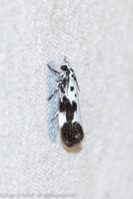 1644 Kleine Zwartwitmot - Ethmia quadrillella