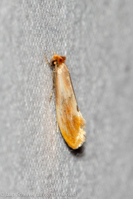 0668 Auroramot - Tinea semifulvella