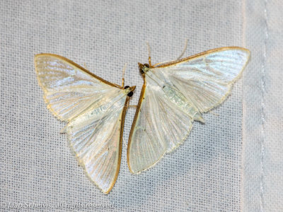 6690a Satijnlichtmot - Jasmine Moth - Palpita vitrealis