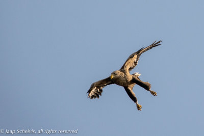 Zeearend - White-tailed Eagle