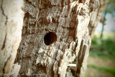 Hoornaarvlinder - Sesia apiformis