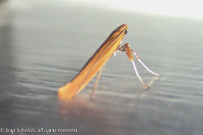 1116 Bruine Elzensteltmot - Caloptilia elongella