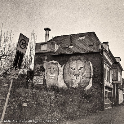Lion pair Mural