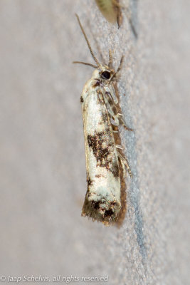 1424 Essenmot - Ash Bud Moth - Prays fraxinella