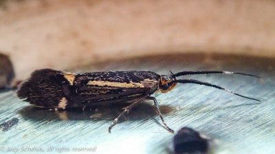 2321 Esperiamot - Esperia sulphurella