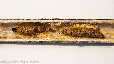 1776 Groot Platlijfje - Parsnip Moth - Depressaria radiella