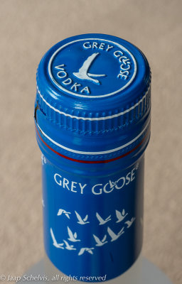 Sneeuwgans - Snow goose - Anser caerulescens - French Vodka
