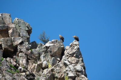 Vale Gier - Griffon Vulture - Gyps fulvus