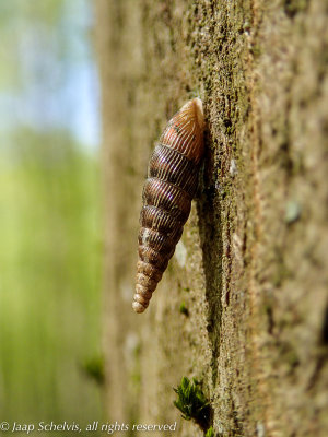 Grote clausilia - Thames door snail - Alinda biplicata (Montagu, 1803)