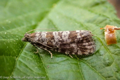 5048 Grijze Dennenlotboorder - Spotted Shoot Moth - Rhyacionia pinivorana