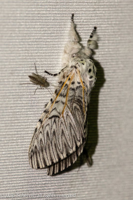 8704 Hermelijnvlinder - Puss Moth - Cerura vinula