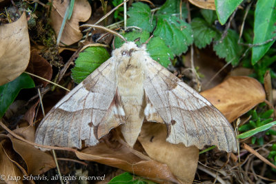 6817 Eikenpijlstaart - Oak Hawk-moth - Marumba quercus