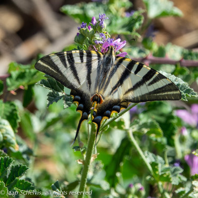 6958a Spaanse Koningspage - Iberian Scarce Swallowtail - Iphiclides feisthamelii