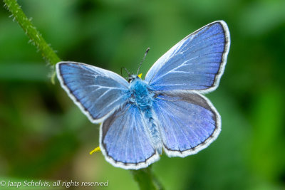 7156 Groot Tragantblauwtje - Escher's blue - Polyommatus escheri