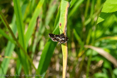 05562 Bosrankvlinder - The Pygmy - Thyris fenestrella