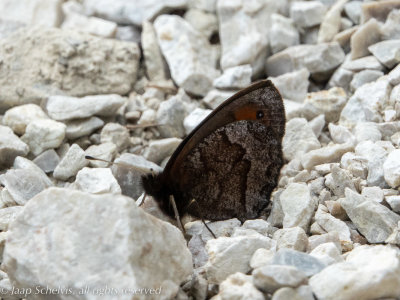 7396 Watererebia - Water Ringlet - Erebia pronoe