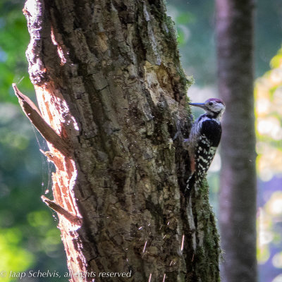 Witrugspecht - White-backed Woodpecker - Dendrocopos leucotos