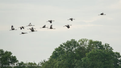 Kraanvogel - Common Crane - Grus grus
