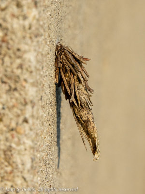 Kleine reuzenzakdrager - Canephora hirsuta 