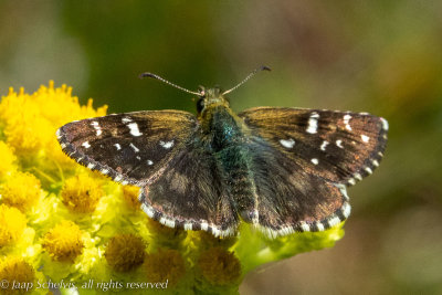 6912 Groot Spikkeldikkopje - Large Grizzled Skipper - Pyrgus alveus