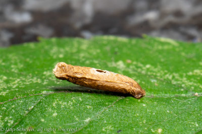 2456 Rozenkokermot - Coleophora gryphipennella