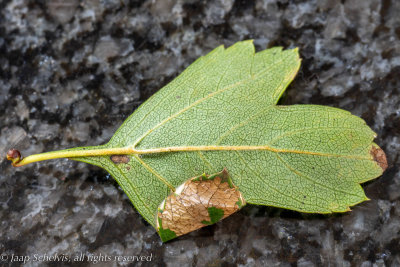 01178 Meidoornzebramot - Parornix anglicella