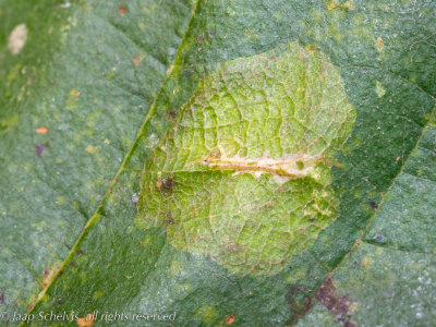 01312 Elzenblaasmijnmot - Phyllonorycter stettinensis