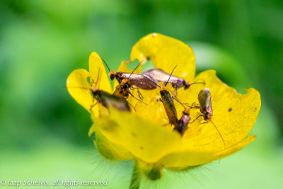 0010 Dotterbloemoermot - Micropterix calthella