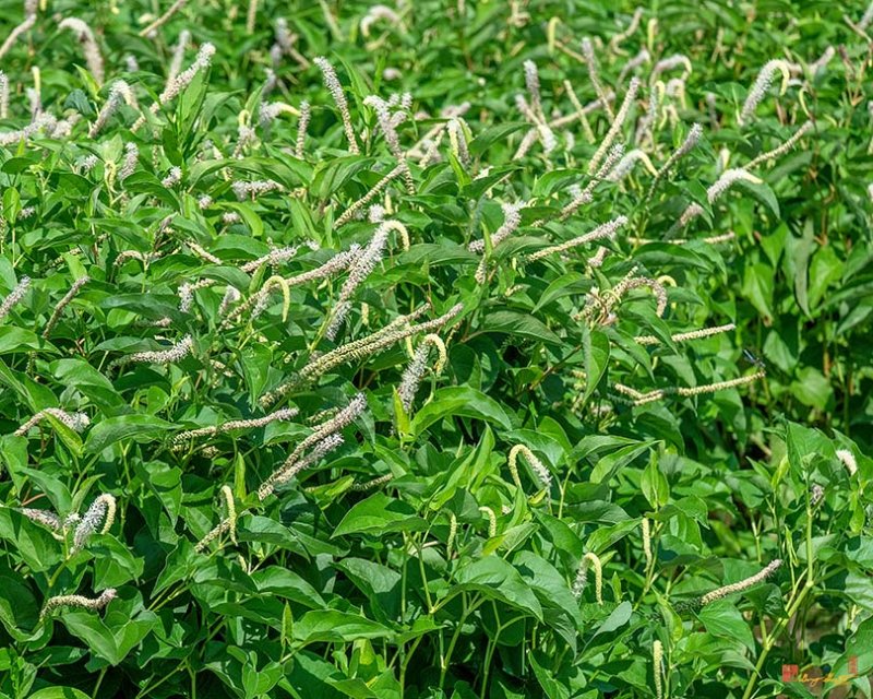 Lizards Tail, Water-Dragon, Dragons Tail, or Swamp Root (Saururus cernuus) (DFL0975)