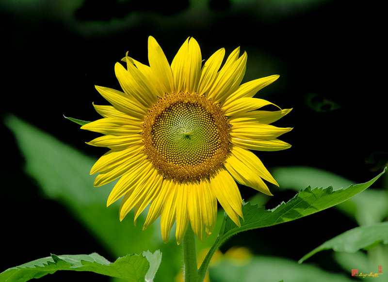 Common Sunflower (Helianthus annuus) (DFL0982)
