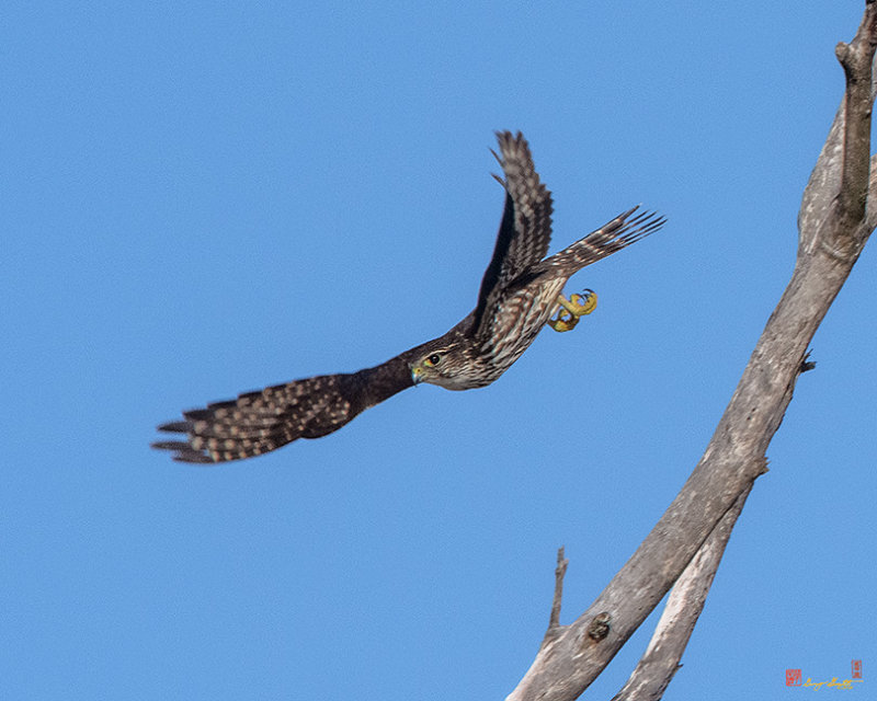 Coopers Hawk Taking Flight (Accipiter cooperii) (DRB0274)