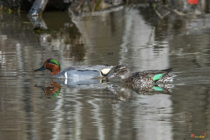 Green-winged Teal Pair (Anas carolinensis) (DWF0212)