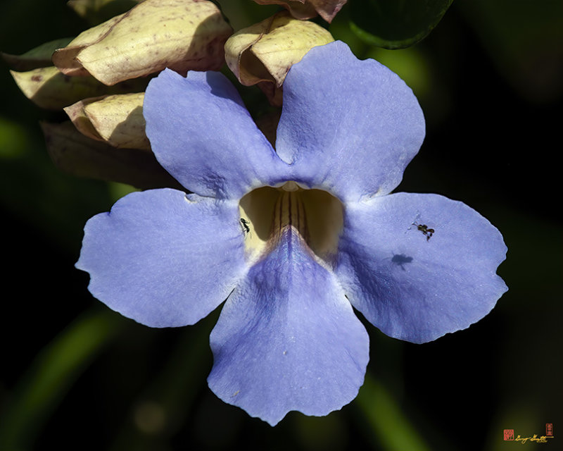 Blue Skyflower, Blue Thunbergia, Blue Trumpetvine, Clockvine or Skyvine (Thunbergia grandiflora) (DTHN0310)