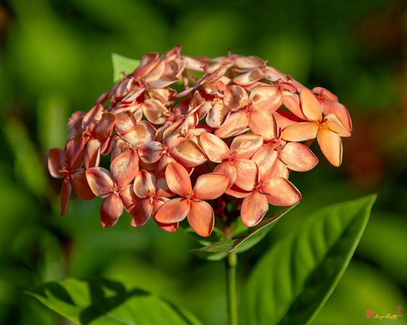Jungle Geranium, Flame of the Woods, Jungle Flame or Pendkuli (Ixora coccinea) (DTHN0313)