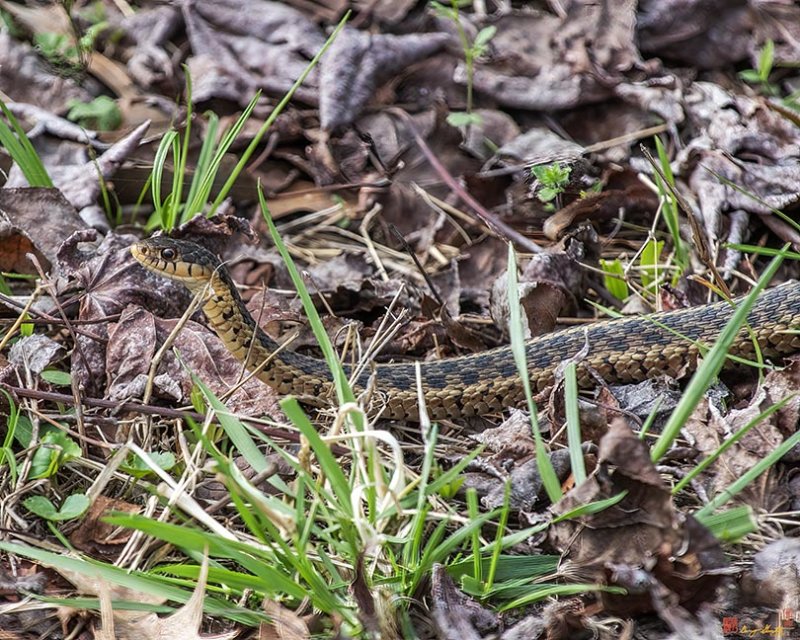 Eastern Garter Snake (Thamnophis sirtalis sirtalis) (DAR048)