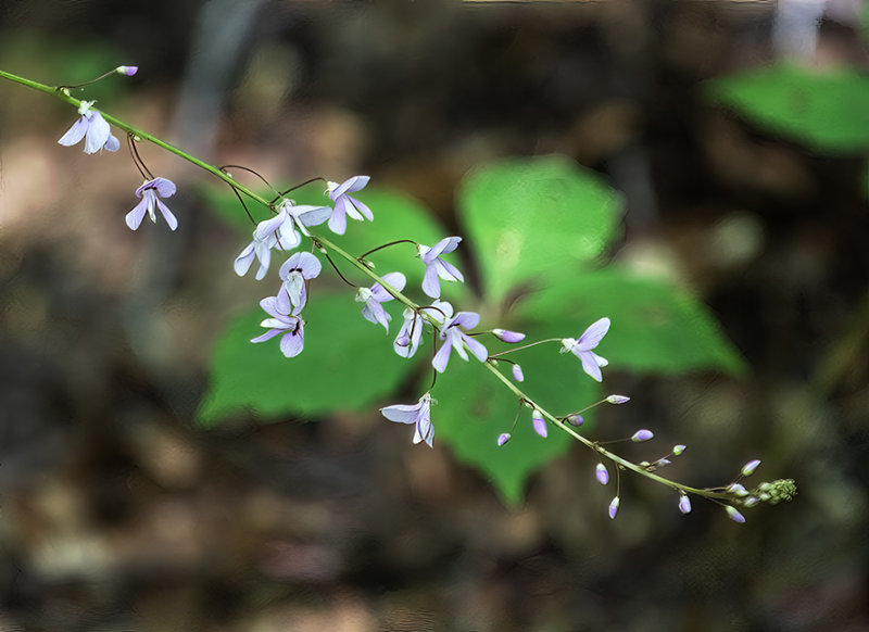 Panicled-leaf Tick Trefoil or Beggars Lice (Desmodium paniculatum) (DFL1153)