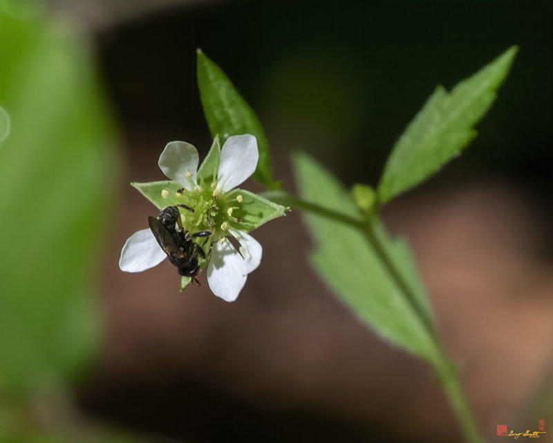White Avens (Geum canadense) (DFL1155)