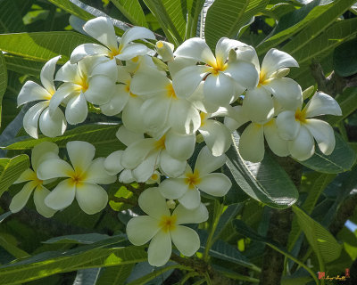 Plumeria or Frangipani Flowers (DTHB051)