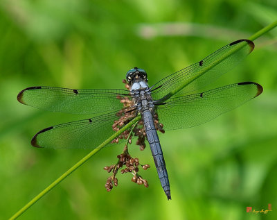 Great Blue Skimmer Dragonfly (DIN019)