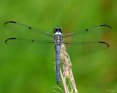 Great Blue Skimmer Dragonfly (DIN027)