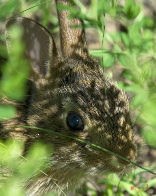 Baby Eastern Cottontail Rabbit (DMAM0011)