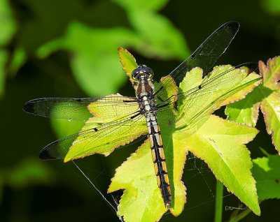 Female Great Blue Skimmer Dragonfly (DIN199)