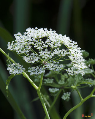 Spotted Water Hemlock, Spotted Parsley, Spotted Cowbane, or Suicide Root (Cicuta maculata) (DSMF0314)
