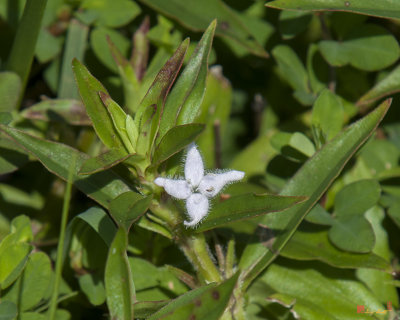 Virginia Buttonweed or Buttonweed (Diodia virginiana) (DSMF0316)