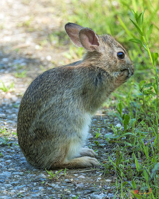 Eastern Cottontail Rabbit Washing Face DMAM0035