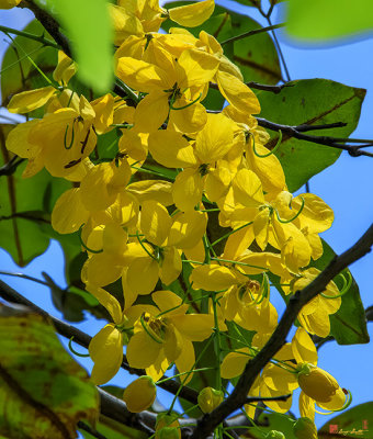 Golden Shower Tree Cassia fistula