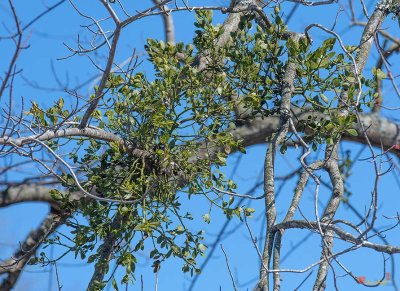 American Mistletoe or Eastern Mistletoe (Phoradendron leucarpum) (DFL0932)