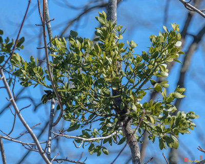 American Mistletoe or Eastern Mistletoe (Phoradendron leucarpum) (DFL0933)